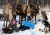 Фото Экскурсия с катанием на северных оленях и хаски