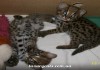 Питомник азиатской леопардовой кошки