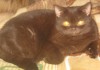 Фото Клубные котята питомника"sweettoy"