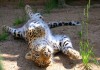 Фото Животные для трогательных зоопарков