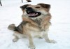 Фото Квартирная передержка собак в Москве