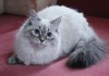 Фото Продаются шикарные невские маскарадные котята из питомника от титулованных родителей