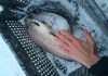 Фото Живая северная рыба оптом. Сиг, Форель