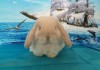 Фото Большой выбор декоративных кроликов в питомнике ЗУ