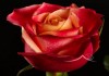 Розы цветы оптом, свежесрезанные розы из Эквадора
