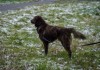 Фото Сёма - дрессированный пес, 2,5 года, в добрые руки