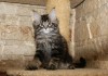 Фото Черные мраморные котята мейн кун