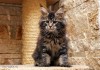 Фото Черные мраморные котята мейн кун