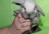 Продажа карликовых крольчат