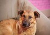 Фото Ханни - медовый пёс со сладким характером!