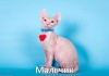 Фото Продаются котята донского сфинкса