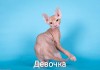 Фото Продаются котята донского сфинкса