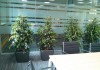 Фото Уход за офисными растениями