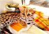 Фото Котята.Азиатская леопардовая кошка.