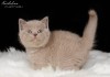 Фото Британские котята классических окрасов