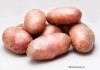 Фото Качественный семенной картофель