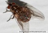 Фото Уничтожение комаров тараканов с гарантией до 5лет Самара