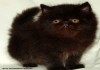 Фото Персидский котик Базилио
