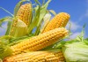 Фото Семена кукурузы на силос и зерно крупным оптом