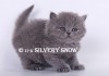 Фото Британские Длинношерстные котята голубого окраса.