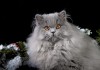 Фото Британские Длинношерстные котята голубого окраса.