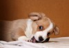 Фото Вельш корги кардиган щенок продается