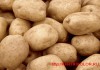 Фото Продам оптом картофель продовольственный и лук