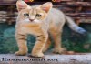 Фото Котята камышового кота.