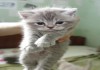 Фото Шотландские котята скоттиш-страйт