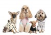 Фото Одежда для собак оптом и в розницу