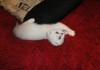 Фото Шотландский котенок (девочка)