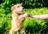 Фото Хорошие руки для солнечной собачки!