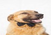 Фото Ханни - медовый пёс со сладким характером