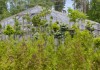Фото Питомник штамбов хвойных и лиственных растений ?