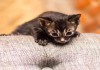 Фото Угольный котик с изумрудными глазами