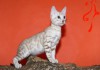 Фото Кошечка редкого окраса минк на серебре