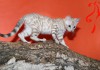 Фото Кошечка редкого окраса минк на серебре