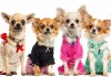 Распродажа одежды для собак от URBAN DOGS