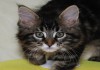 Фото Продам котят мейн-куна - лучший подарок детям!