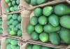 Продаем авокадо из Исапнии
