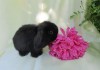 Фото Купить декоративного кролика в москве в питомнике
