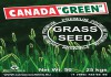 Фото Канада Грин - Газонная Трава. Kanada green. canada green.