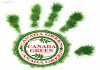 Газоны канадагрин. kanada green
