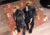 Фото 2 щенка французкого бульдога, мальчики.