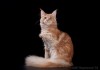 Фото Шикарный кот 8 мес.