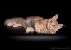 Фото Шикарный кот 8 мес.