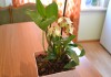 Фото Продам орхидею