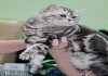 Фото Британские серебристые мраморные зеленоглазые котята