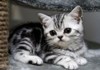 Фото Британские серебристые мраморные зеленоглазые котята