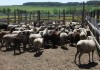 Фото Продаются бараны, овцы и ягнята